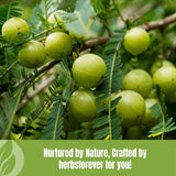 Herbsforever Amla Powder 230g with fresh Amla fruits