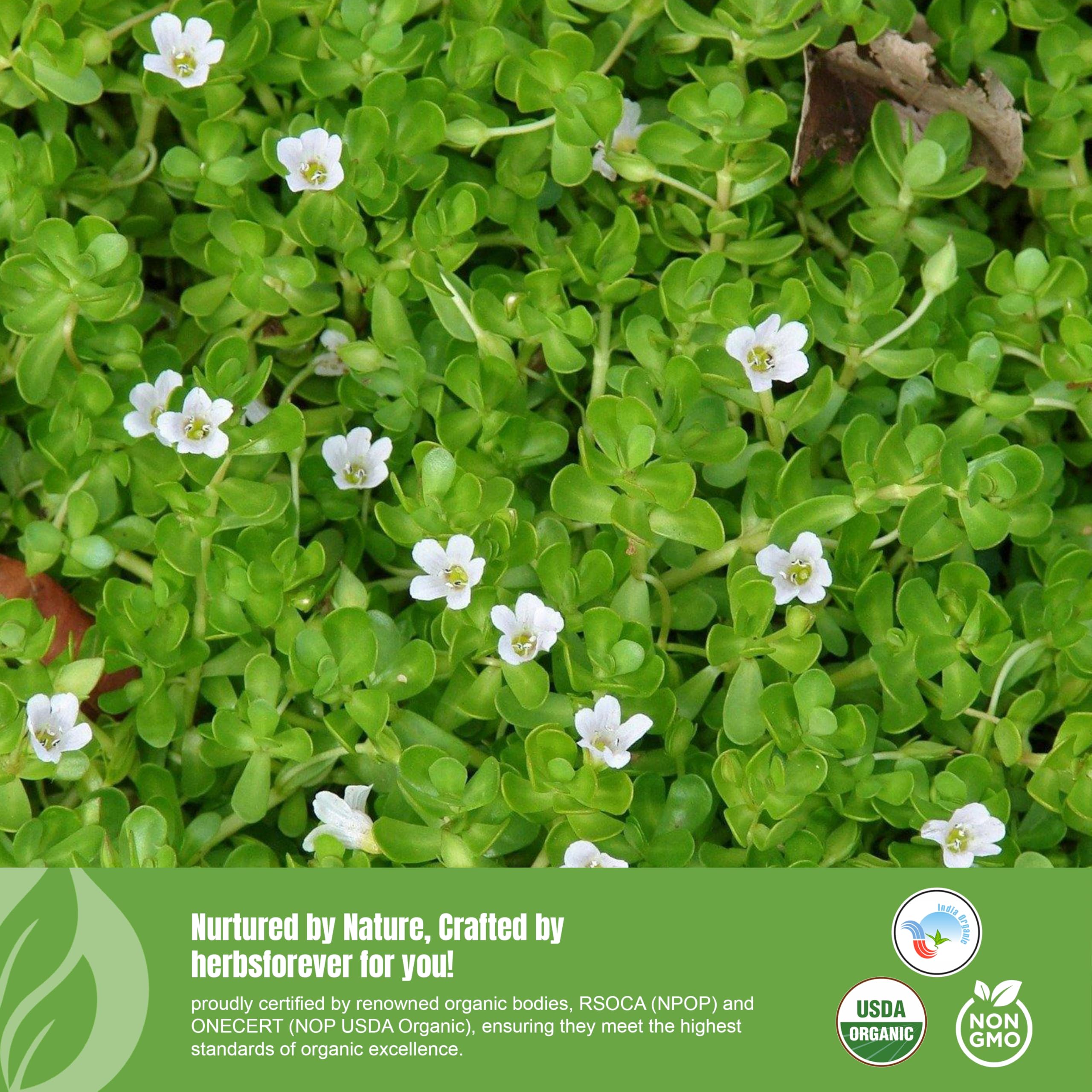 Herbsforever Bacopa Monnieri 259g on a kitchen counter
