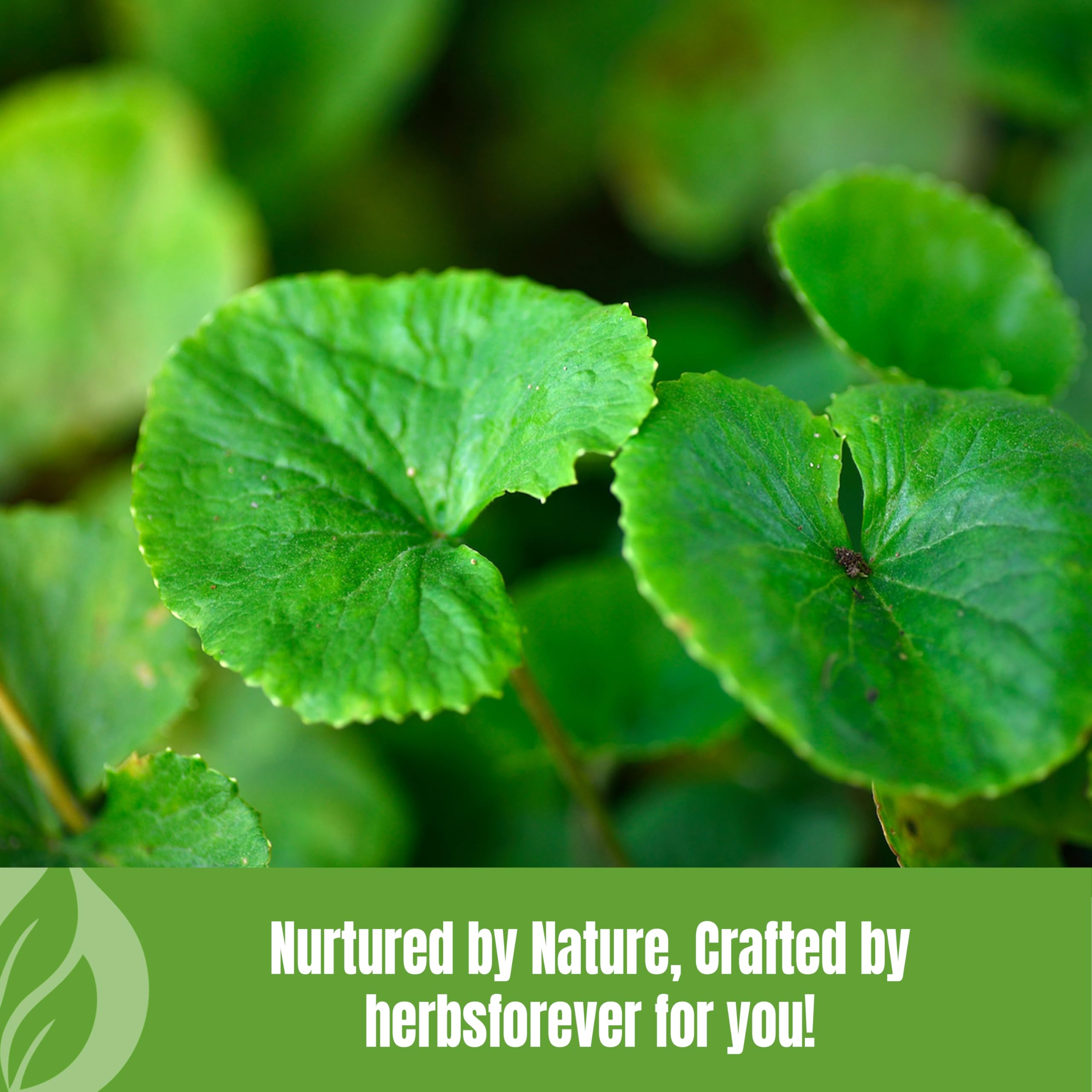 Herbsforever Gotu Kola Powder serving suggestion
