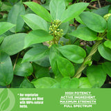 Herbsforever Gymnema Sylvestre capsules packaging details