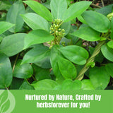 Herbsforever Gymnema Sylvestre herbal supplement in a glass of water