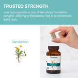Himalaya Dandelion Root Capsules 1000mg lifestyle shot