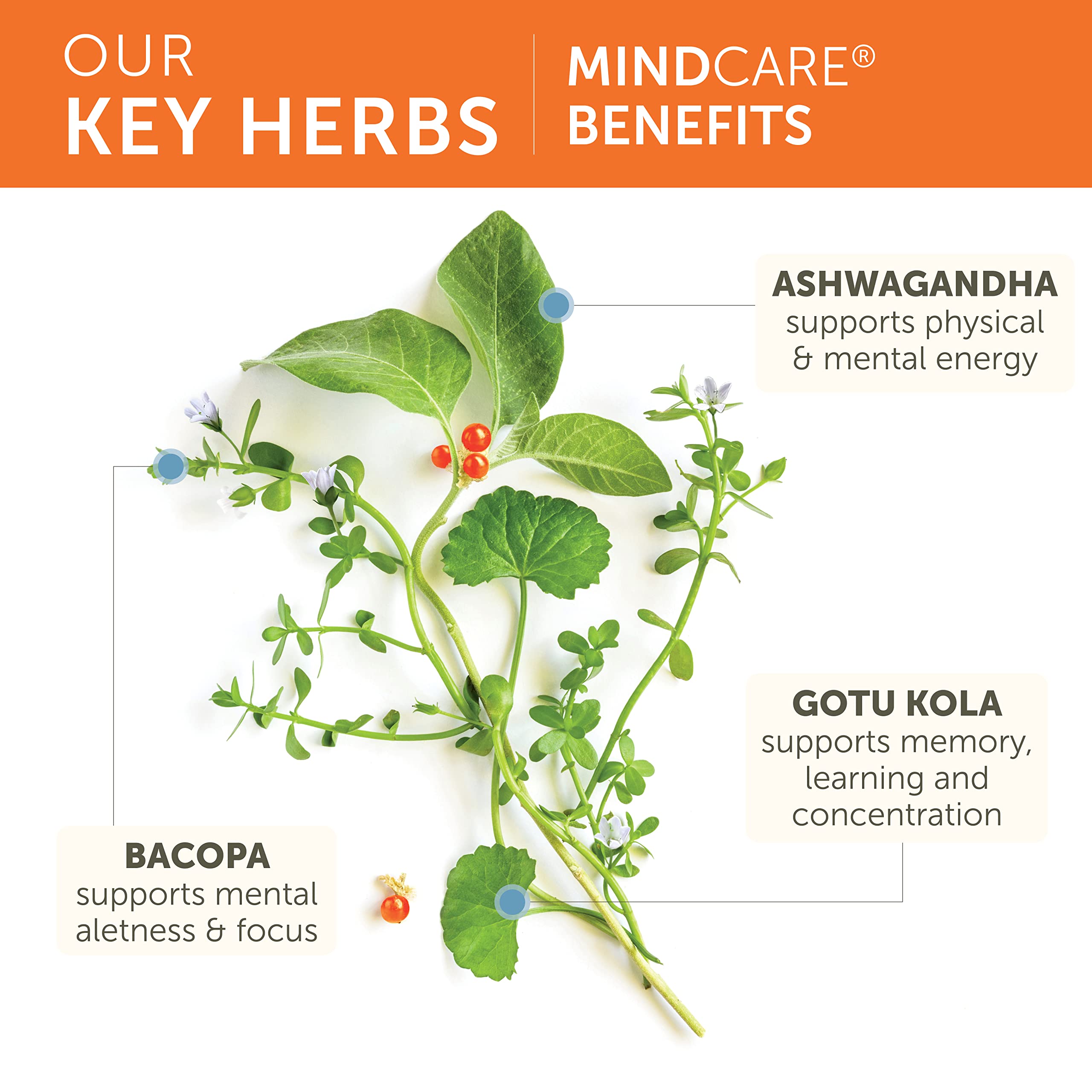 Himalaya MindCare Bacopa Monnieri Supplement ingredients list