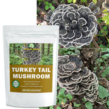 HOLFLYING Dried Whole Turkey Tail Mushrooms close-up view