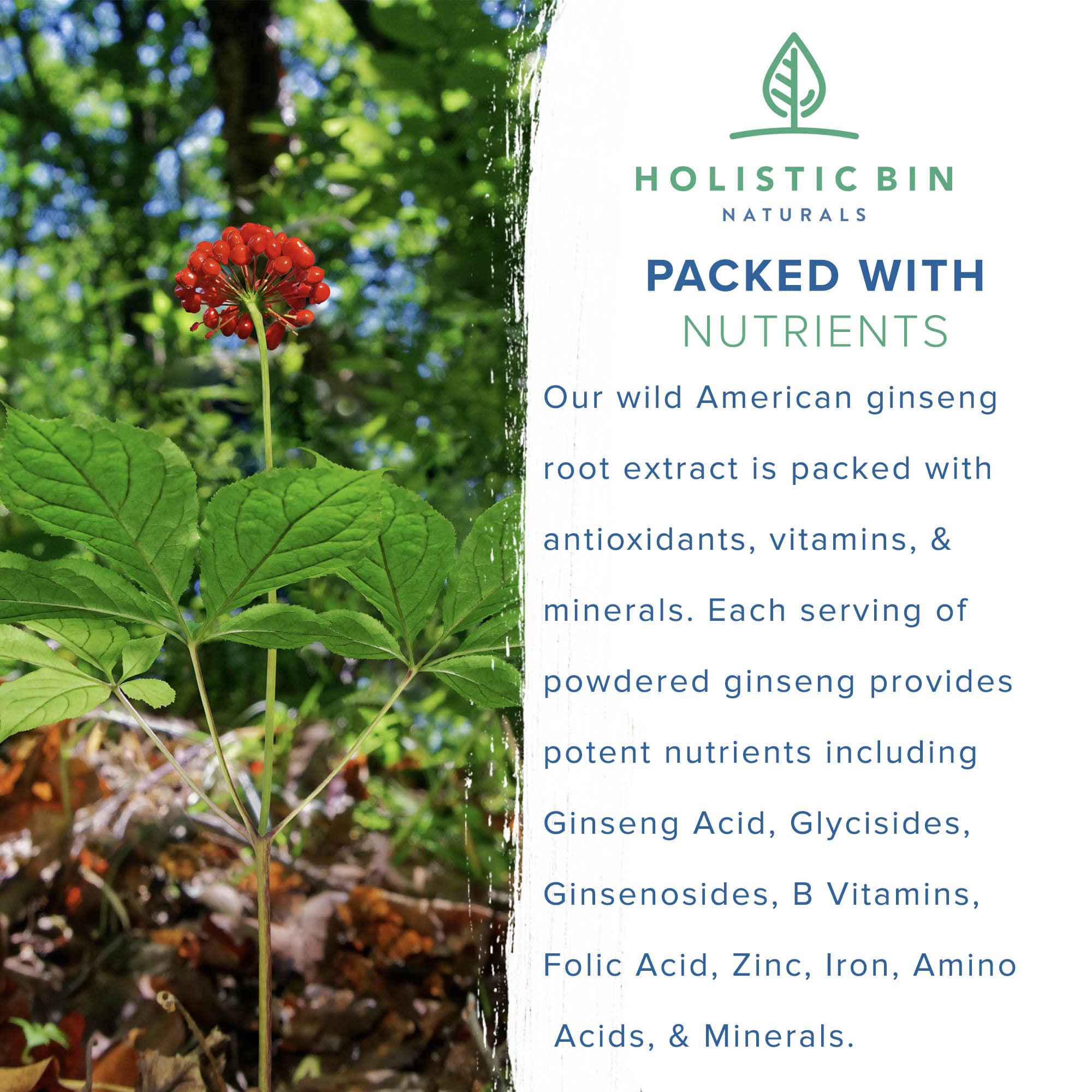 Holistic Bin Wild American Ginseng Root Powder in a bowl