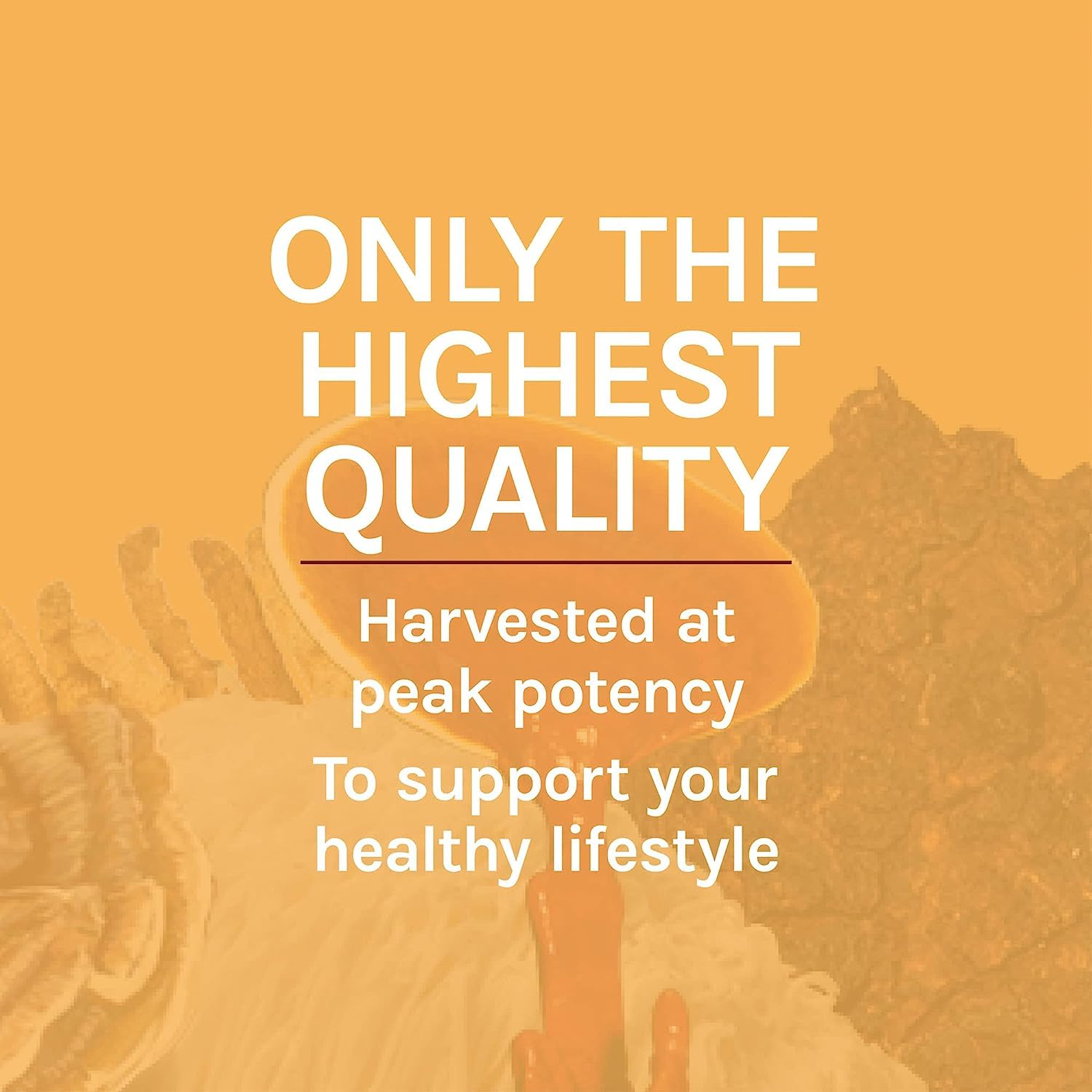 Host Defense Cordyceps Mushroom Extract 27g lifestyle shot