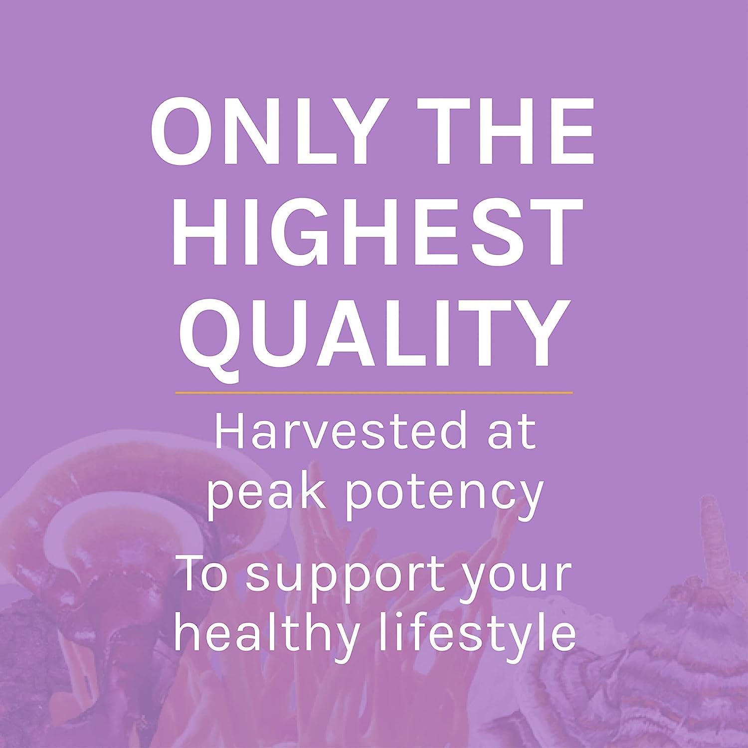Host Defense Lion's Mane Mushroom Supplement in a natural setting