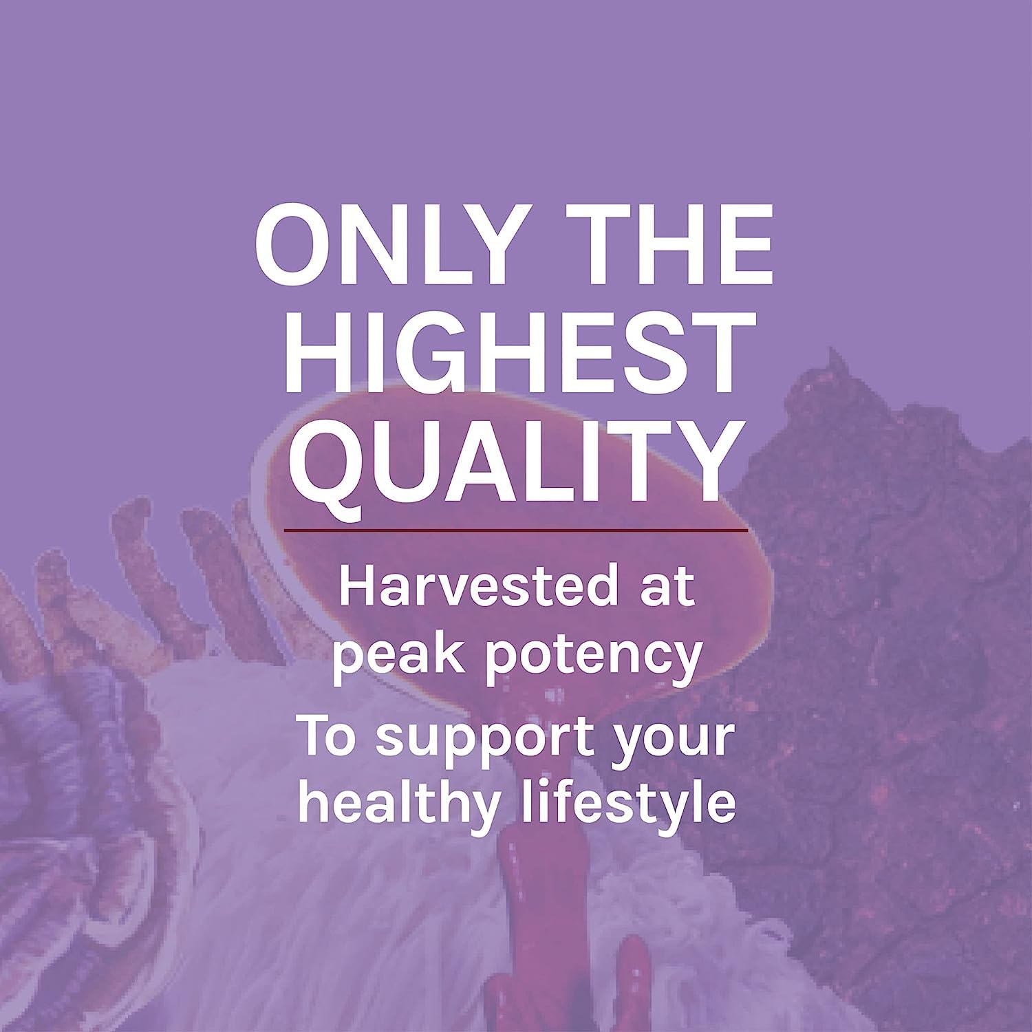 Host Defense Lion's Mane Mushroom Supplement lifestyle scene