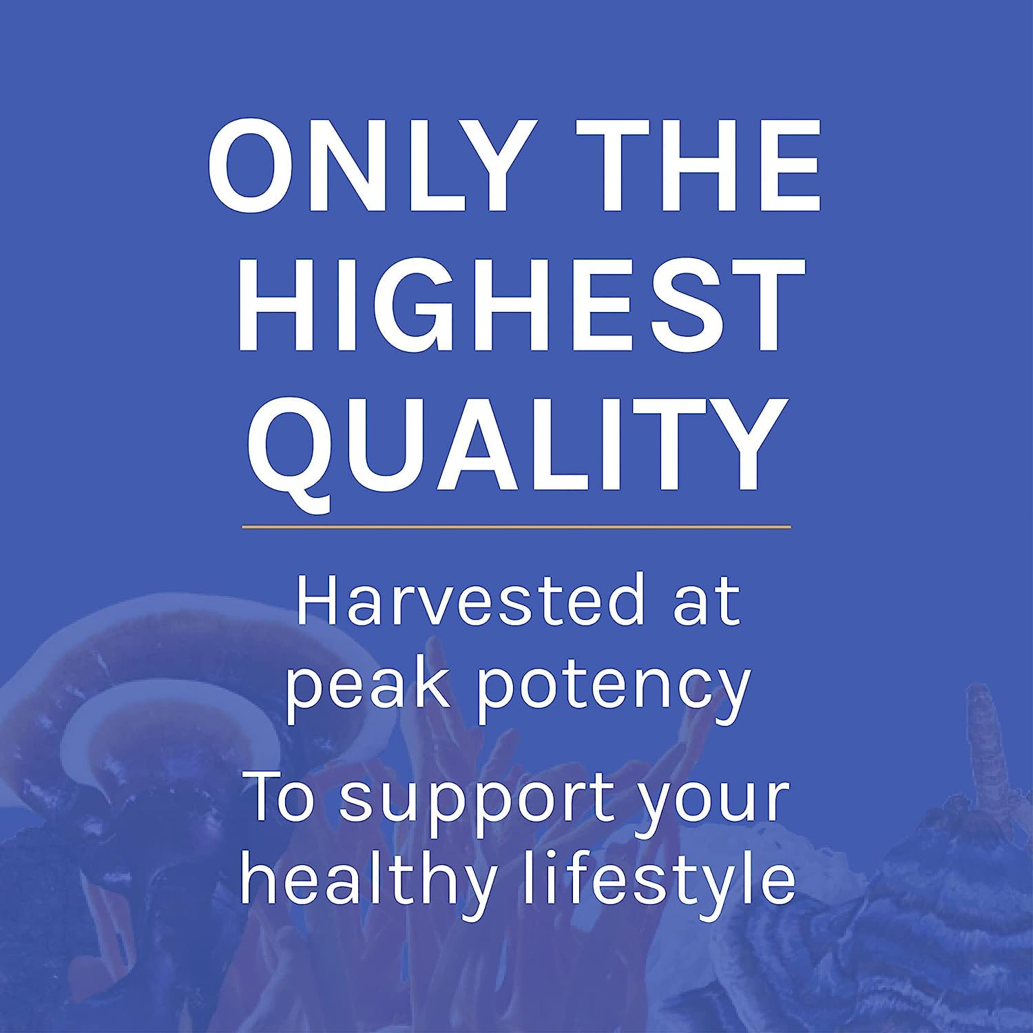 Host Defense Mushroom Supplement 7-Species lifestyle scene