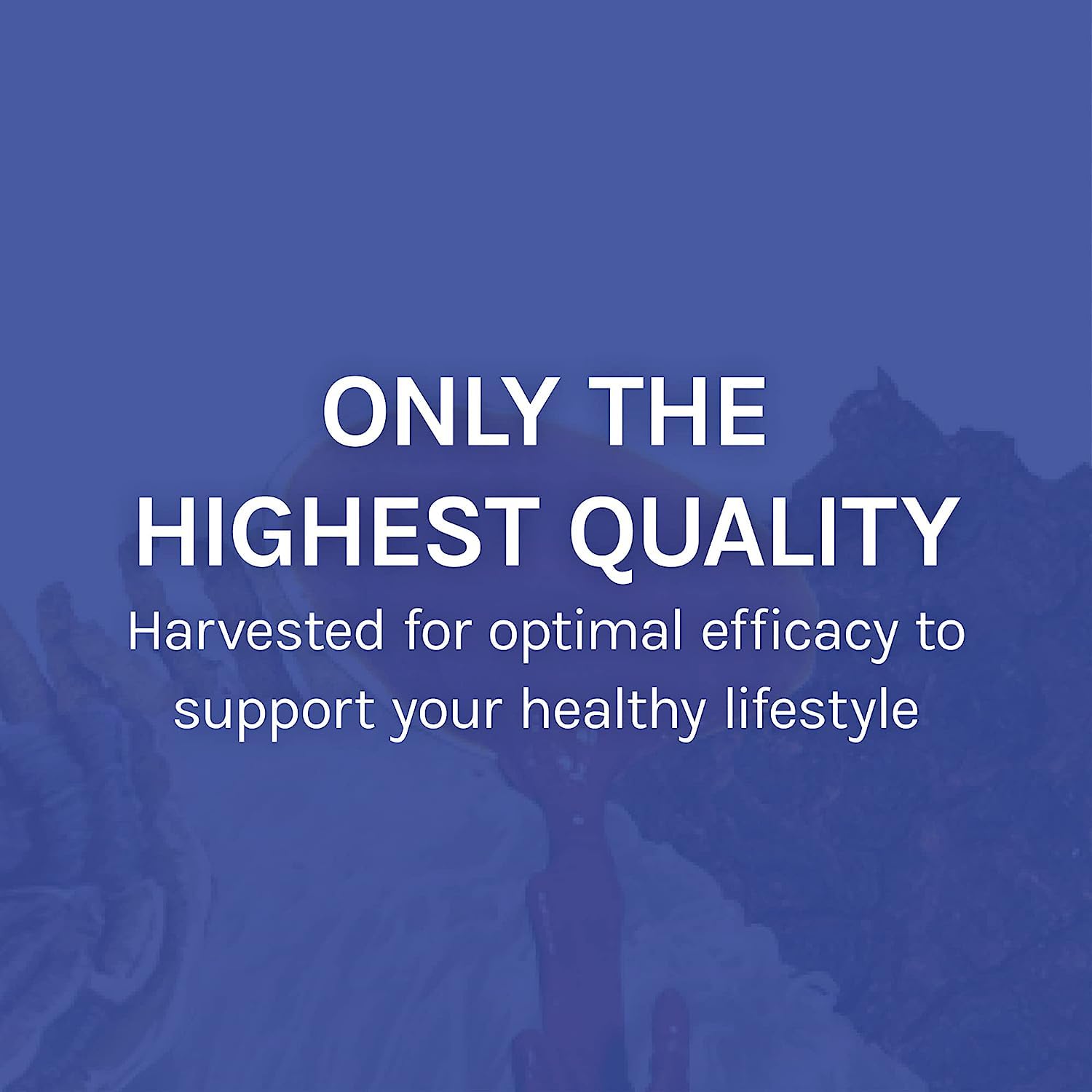 Host Defense Mushroom Supplement 7-Species lifestyle scene