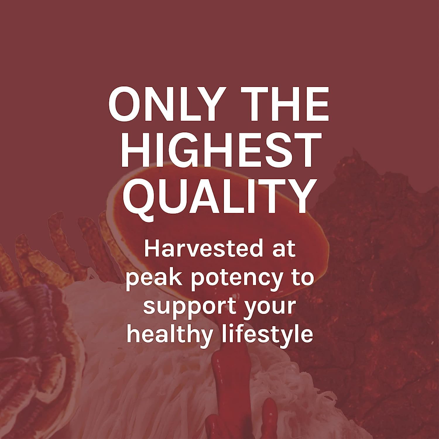 Host Defense Reishi Mushroom Liquid Supplement with measuring dropper