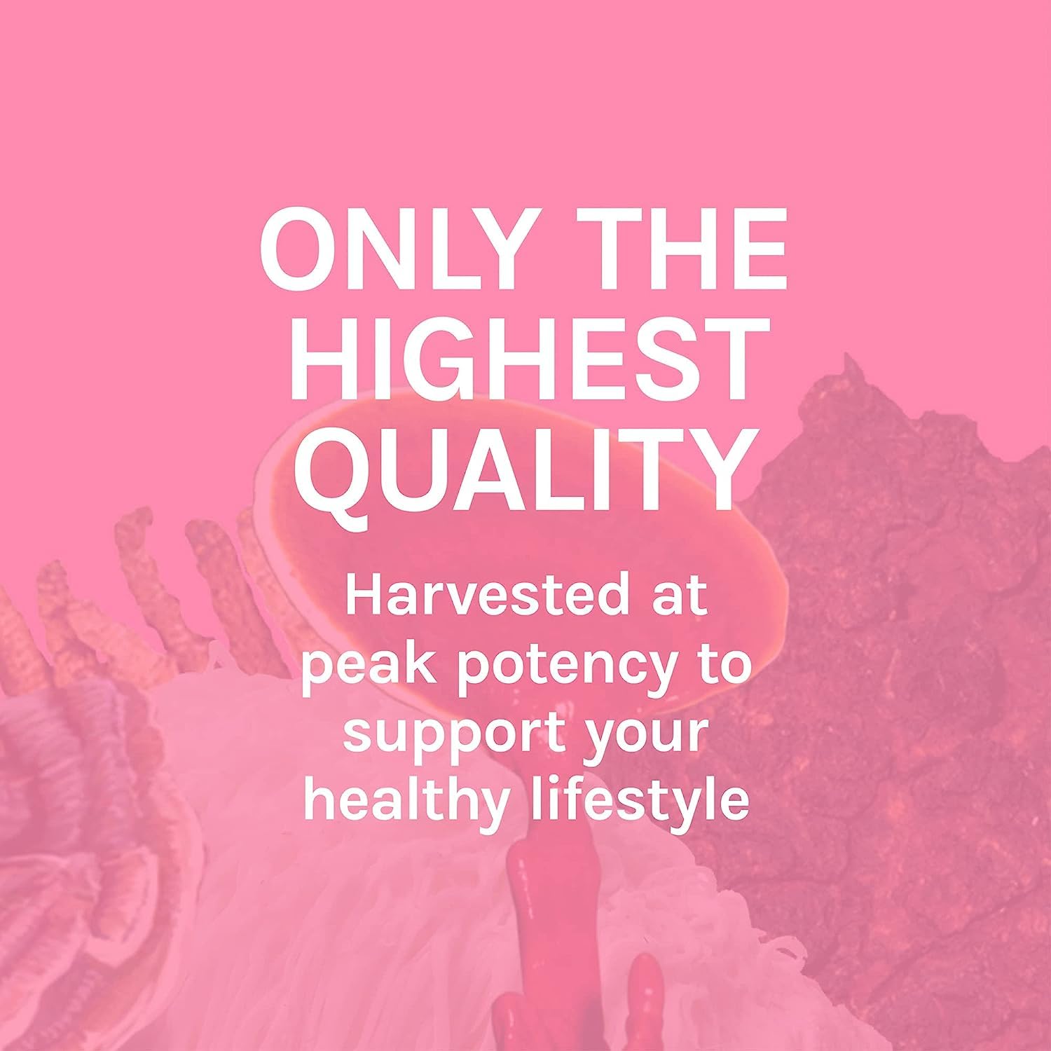Host Defense Turkey Tail Mushroom Supplement lifestyle scene