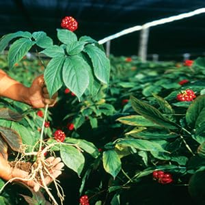 Hsu's American Ginseng Prongs 163g product details