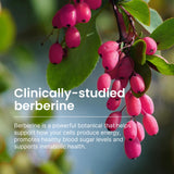 Humann SuperBerine Berberine Capsules with a measuring spoon