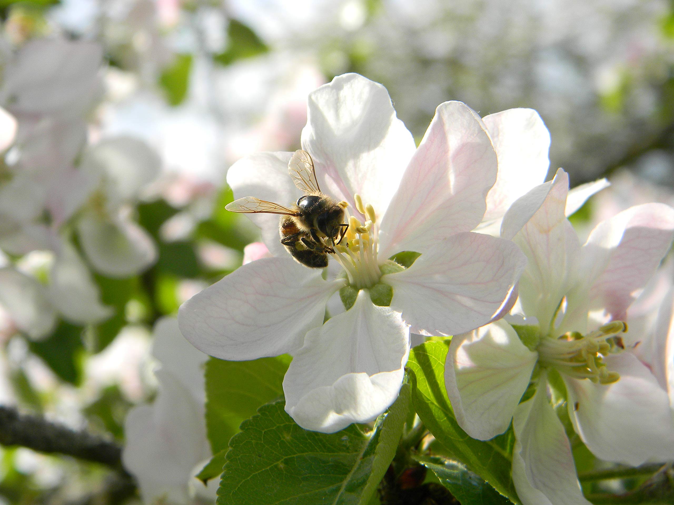 Ingredients list of Generic Bee Bread 100g