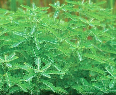 Ingredients list of Harmony Nutraceuticals Chanca Piedra Capsules