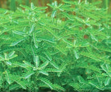 Ingredients list of Harmony Nutraceuticals Chanca Piedra Capsules