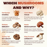 Ingredients of RYZE Mushroom Coffee displayed