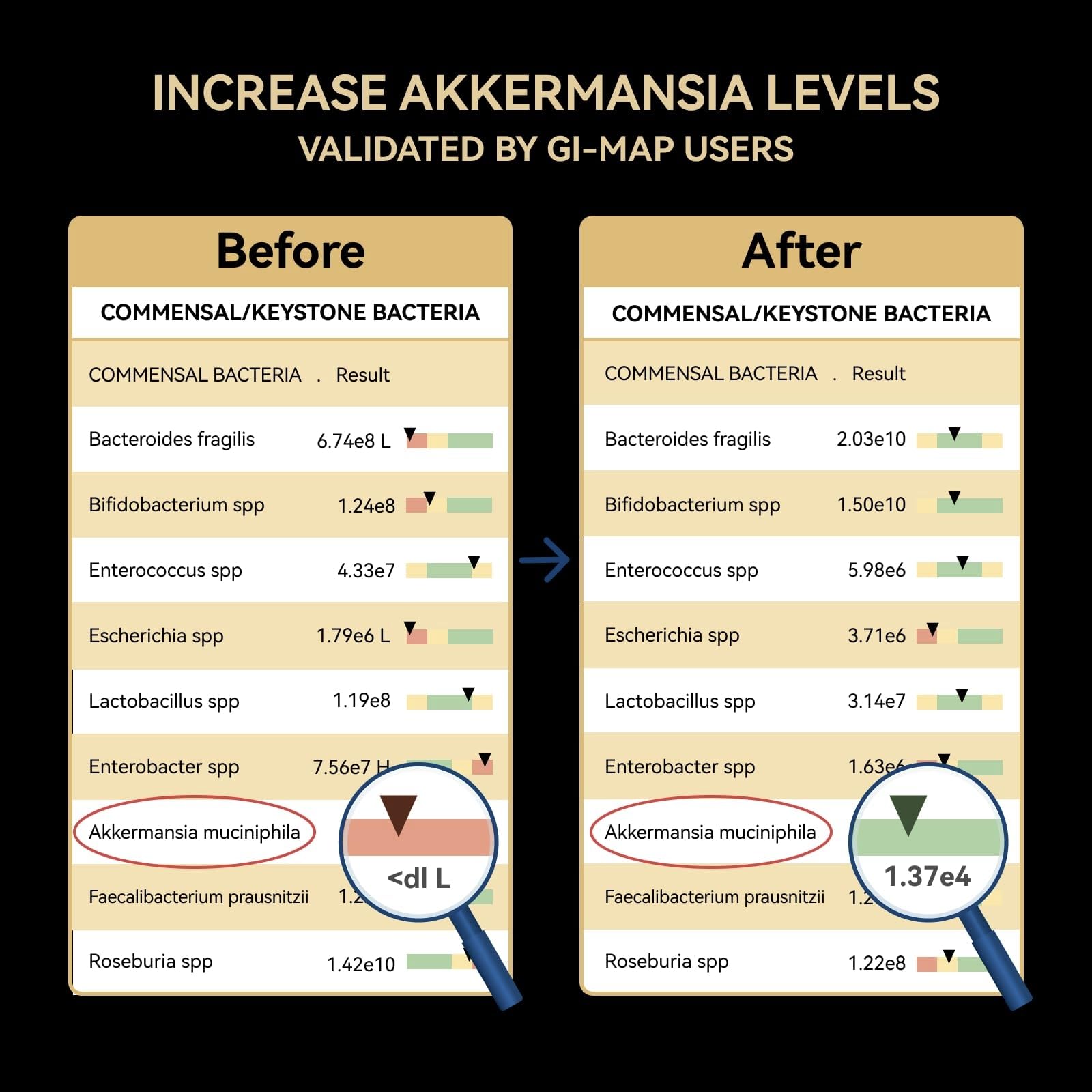 Inner Brightness Akkermansia Probiotic Capsules packaging details
