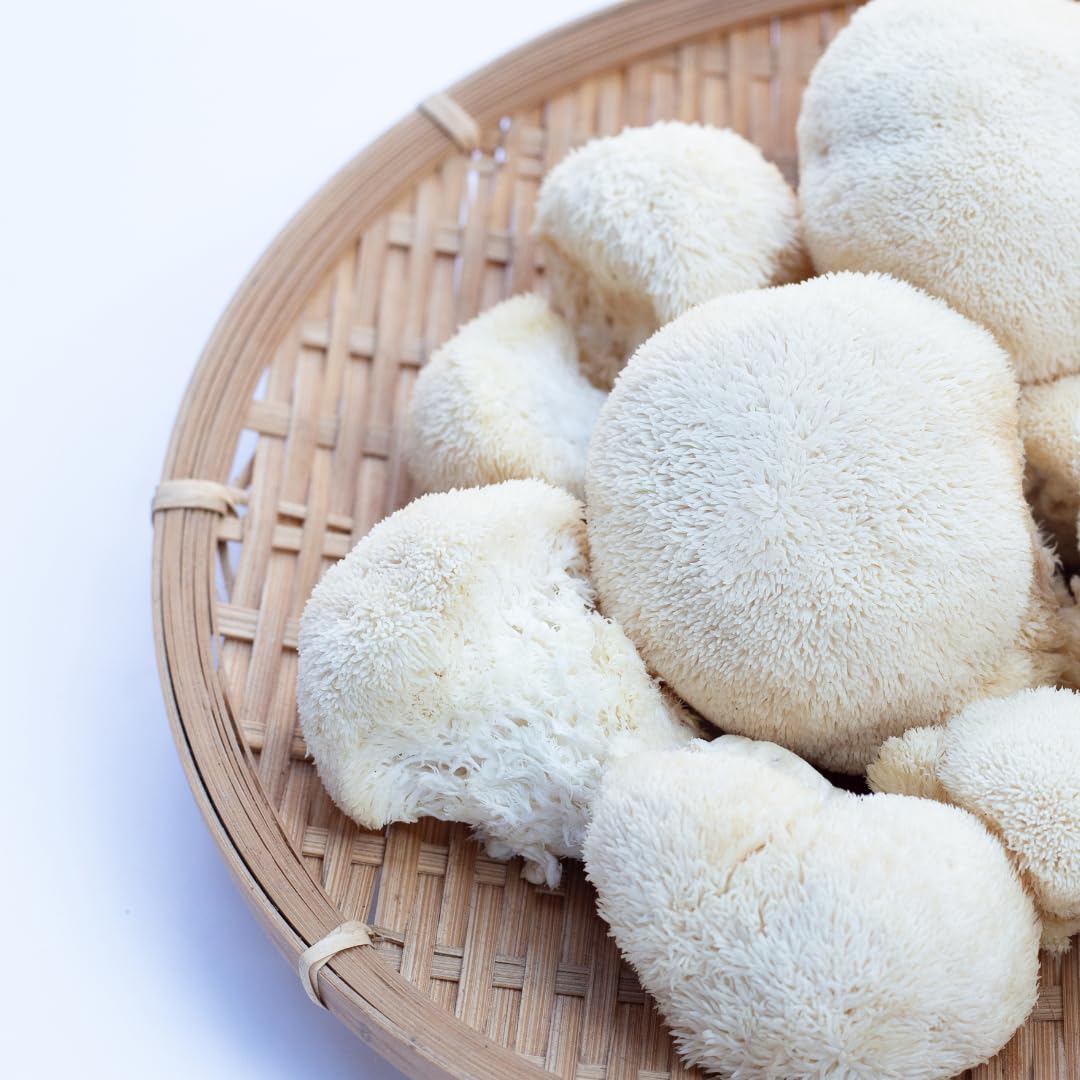 Jovvily Lion's Mane Mushroom Extract 440g side view