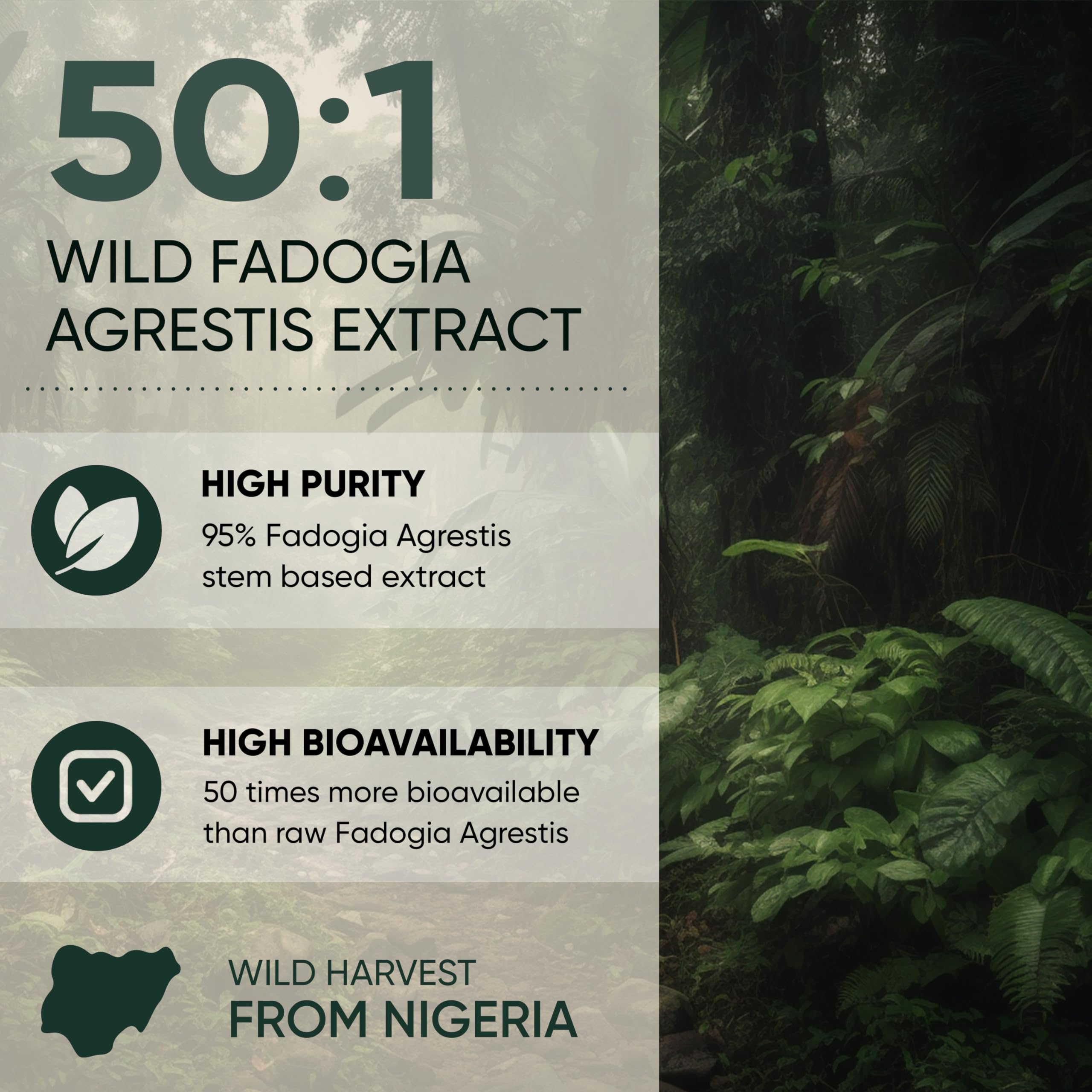 Jungle Powders Fadogia Agrestis Powder in a clear bowl