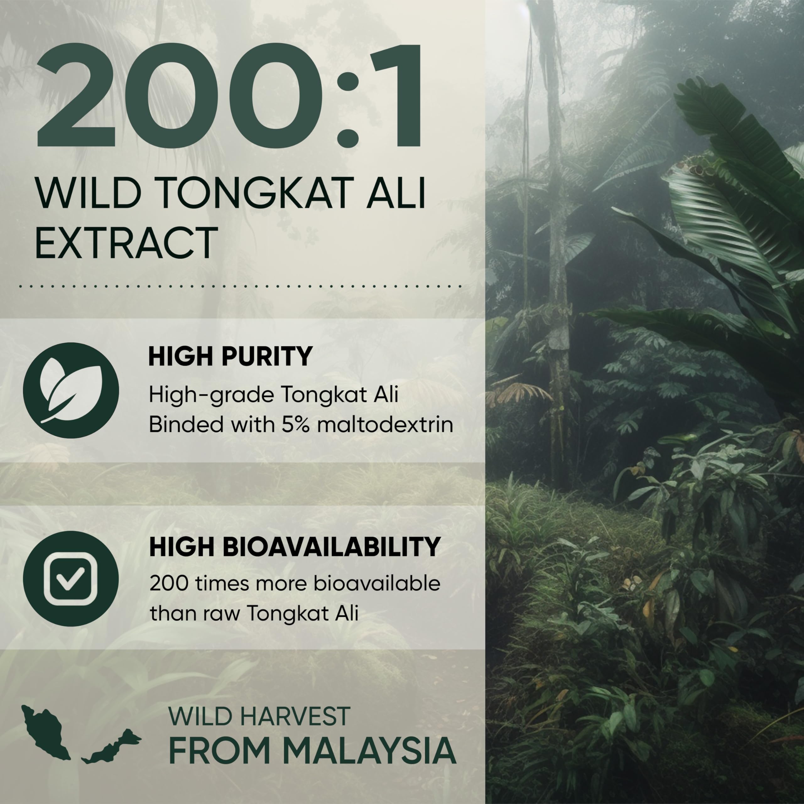 Jungle Powders Tongkat Ali Extract Powder mixed in a drink