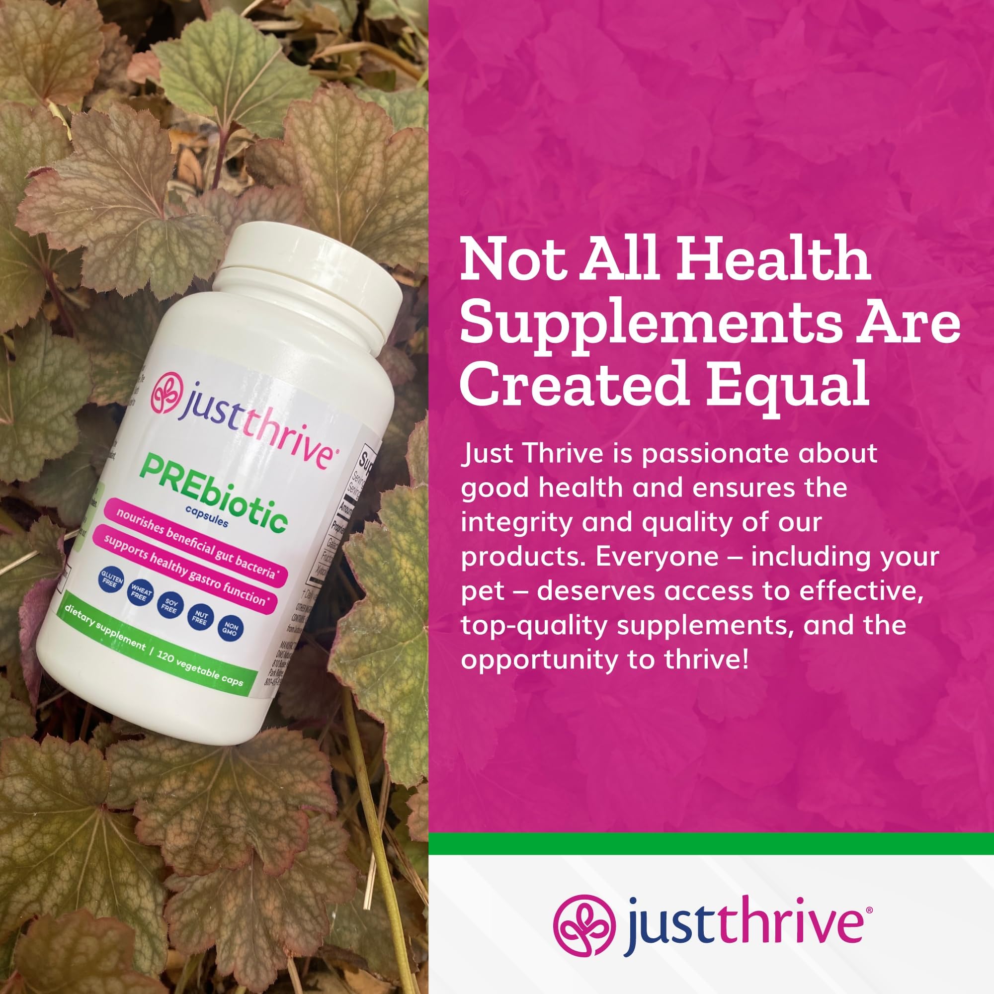 Just Thrive PREbiotic Capsules 120 Count on kitchen counter