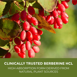 Leaping Lynx Berberine HCl 1200mg capsules side view