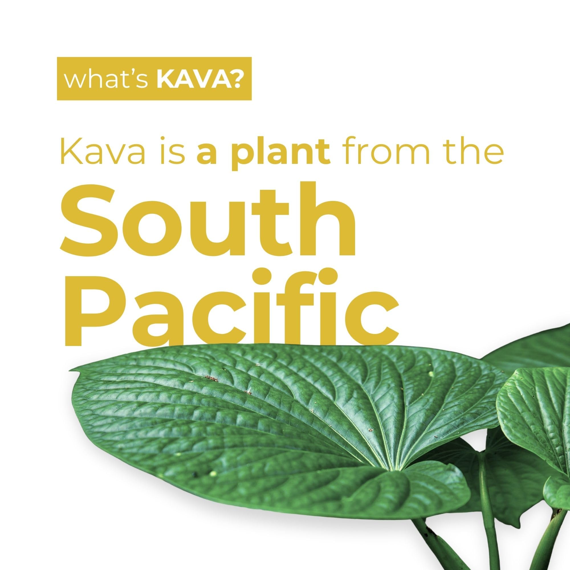 LEILO Kava Kava Drink can on ice with tropical setting
