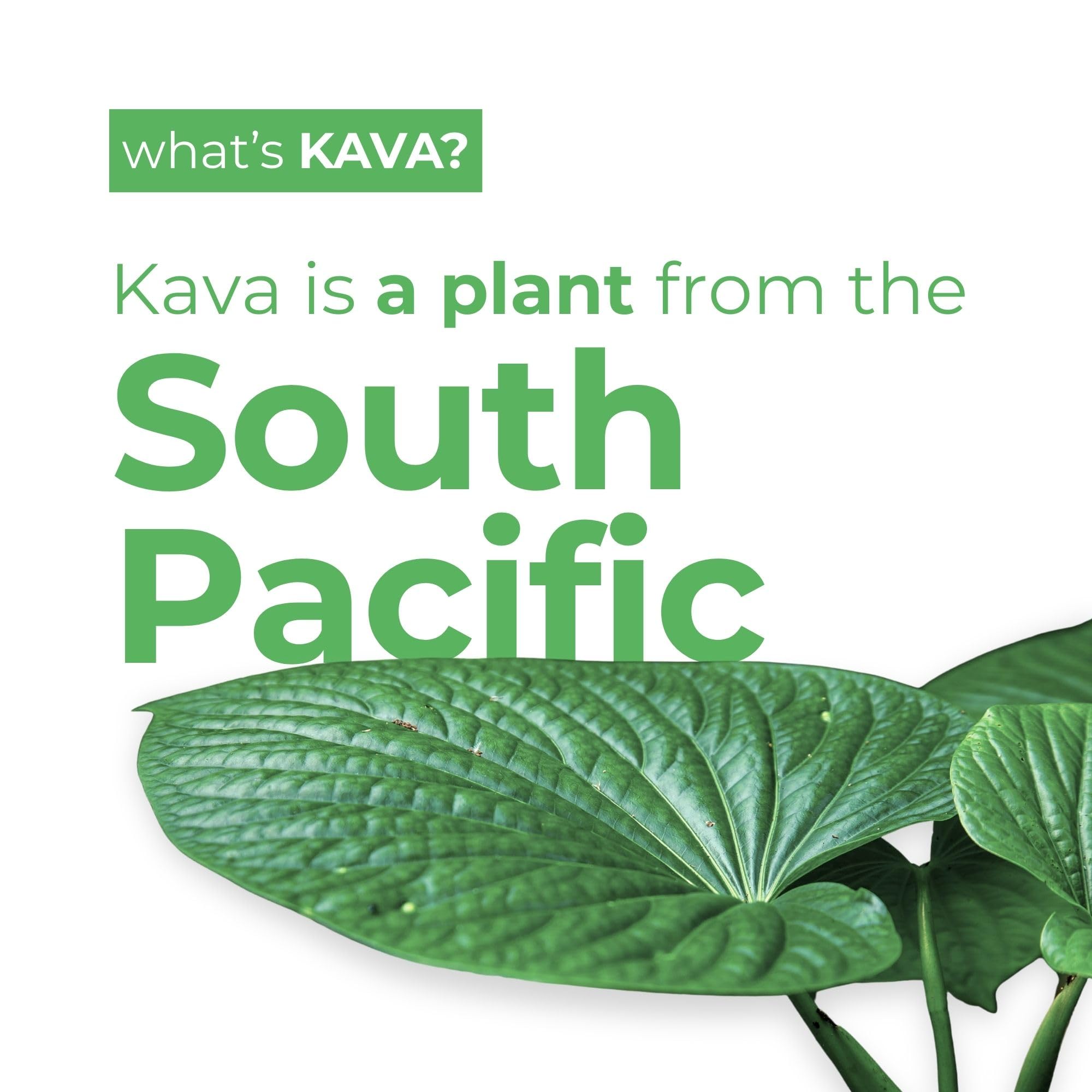 LEILO Kava Kava Drink can top view with citrus elements
