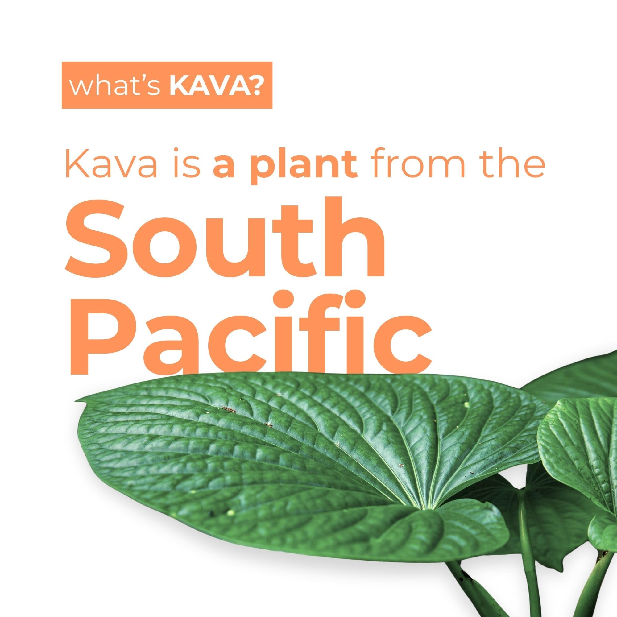 LEILO Kava Kava Sparkling Drink can back view with nutritional information
