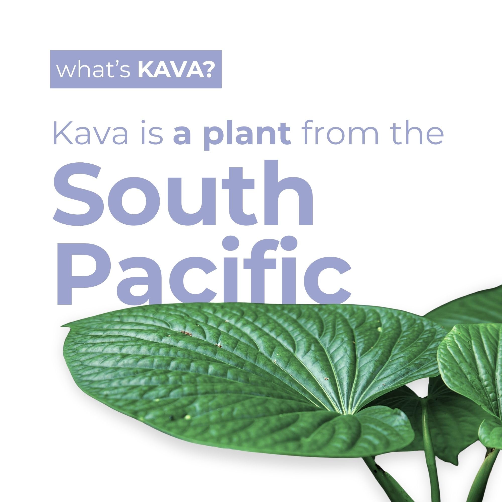 LEILO Kava Kava Sparkling Drink can side view