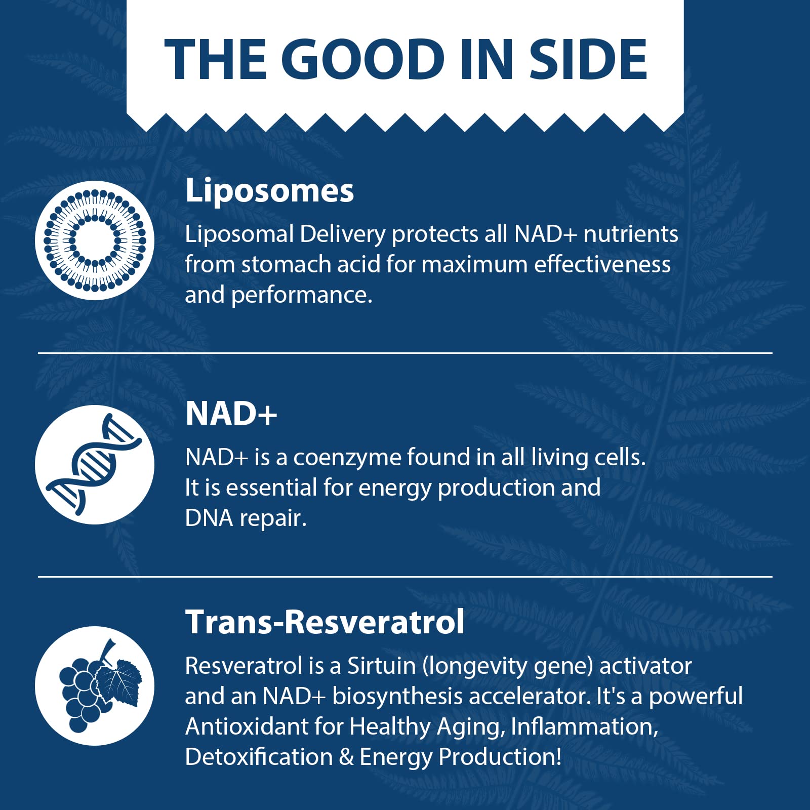 Lepoznan Liposomal NAD+ and Trans-Resveratrol capsule close-up