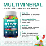 letollhold Organic Sea Moss Gummies close-up of gummies