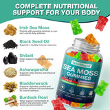 letollhold Organic Sea Moss Gummies side view with nutritional information