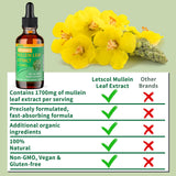 LETSCOL Organic Mullein Drops 1700MG with water