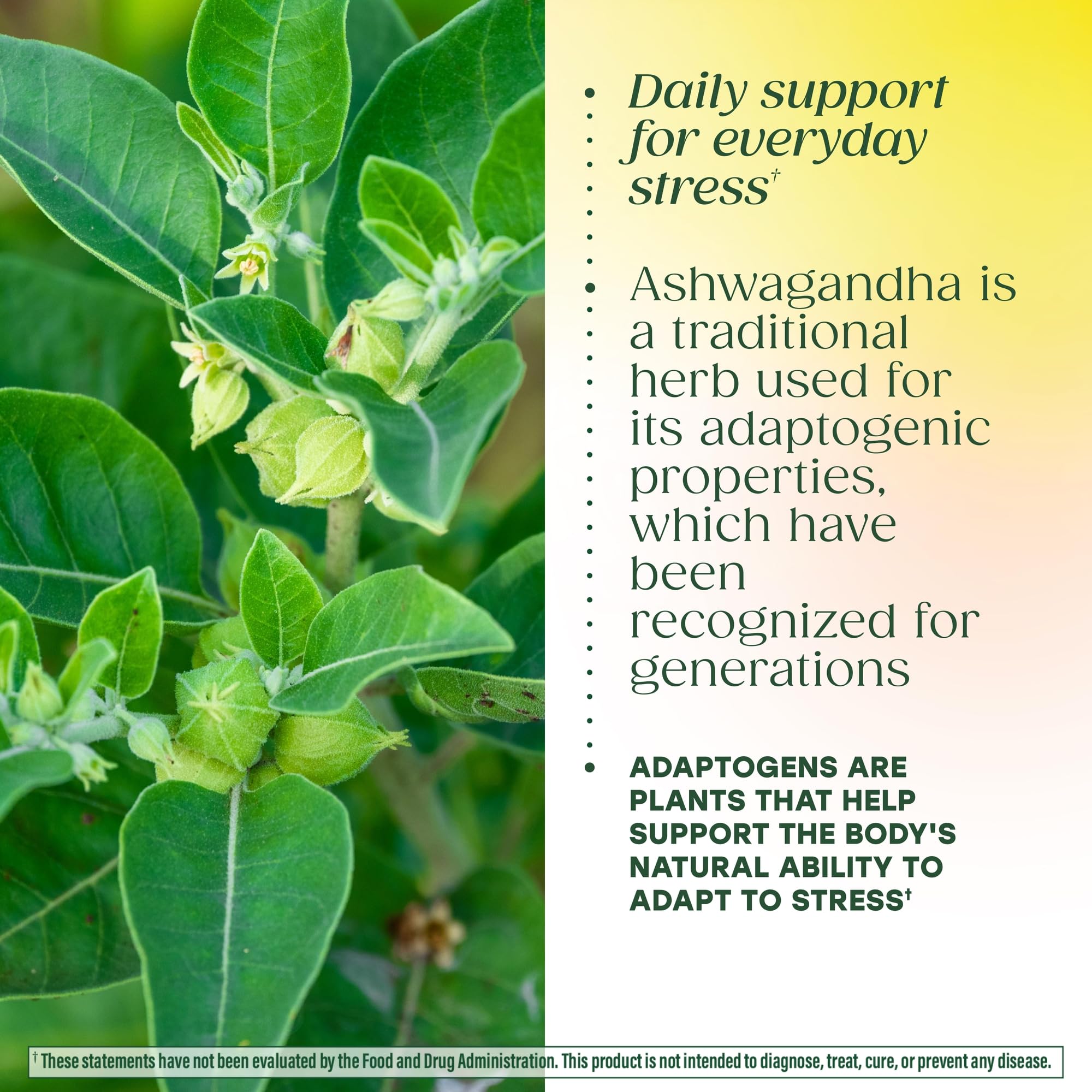 Lifestyle scene with MegaFood Thyroid Extract Supplement