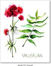 Lifestyle scene with Organic Valerian Root Cut and herbal tea