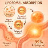 LIGUSTERI Liposomal NAD+ with TMG 500mg capsules on a table