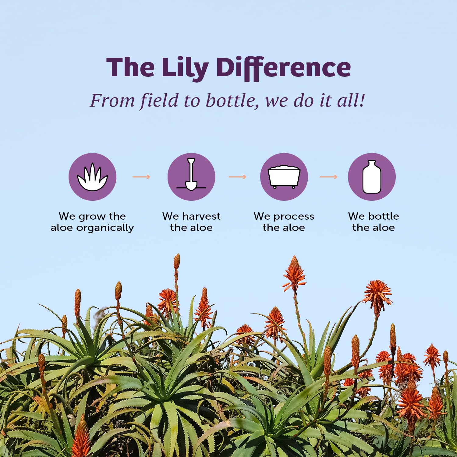 Lily Of The Desert Aloe Vera Herbal Formula close-up