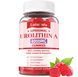 LotinYntu Urolithin A Gummies 4000MG front view