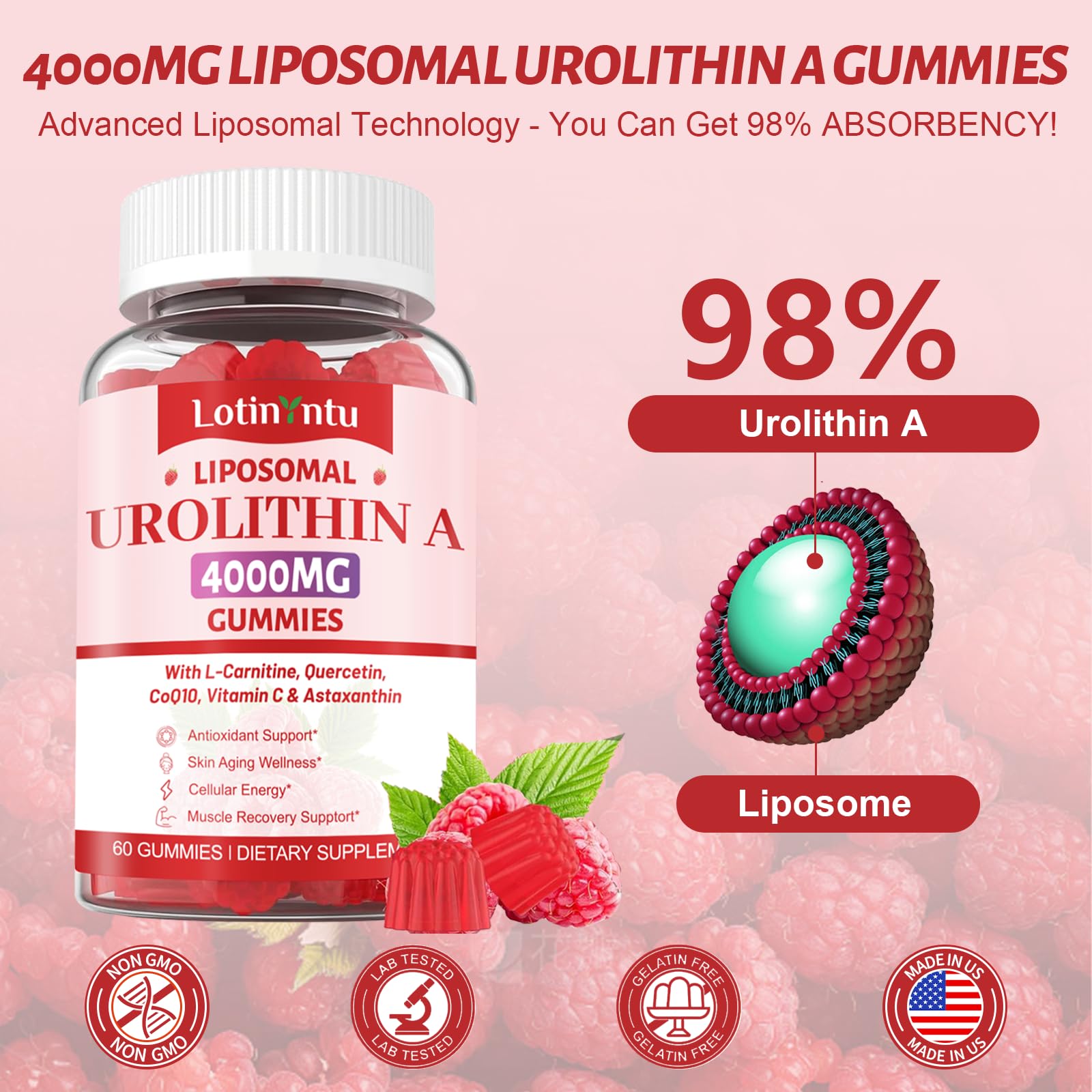 LotinYntu Urolithin A Gummies packaging with 60 count