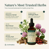 LYMPHORIA Lymphatic Drainage Drops ingredients list