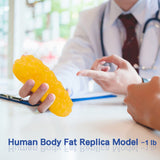 LYOU Human Body Fat Replica in packaging