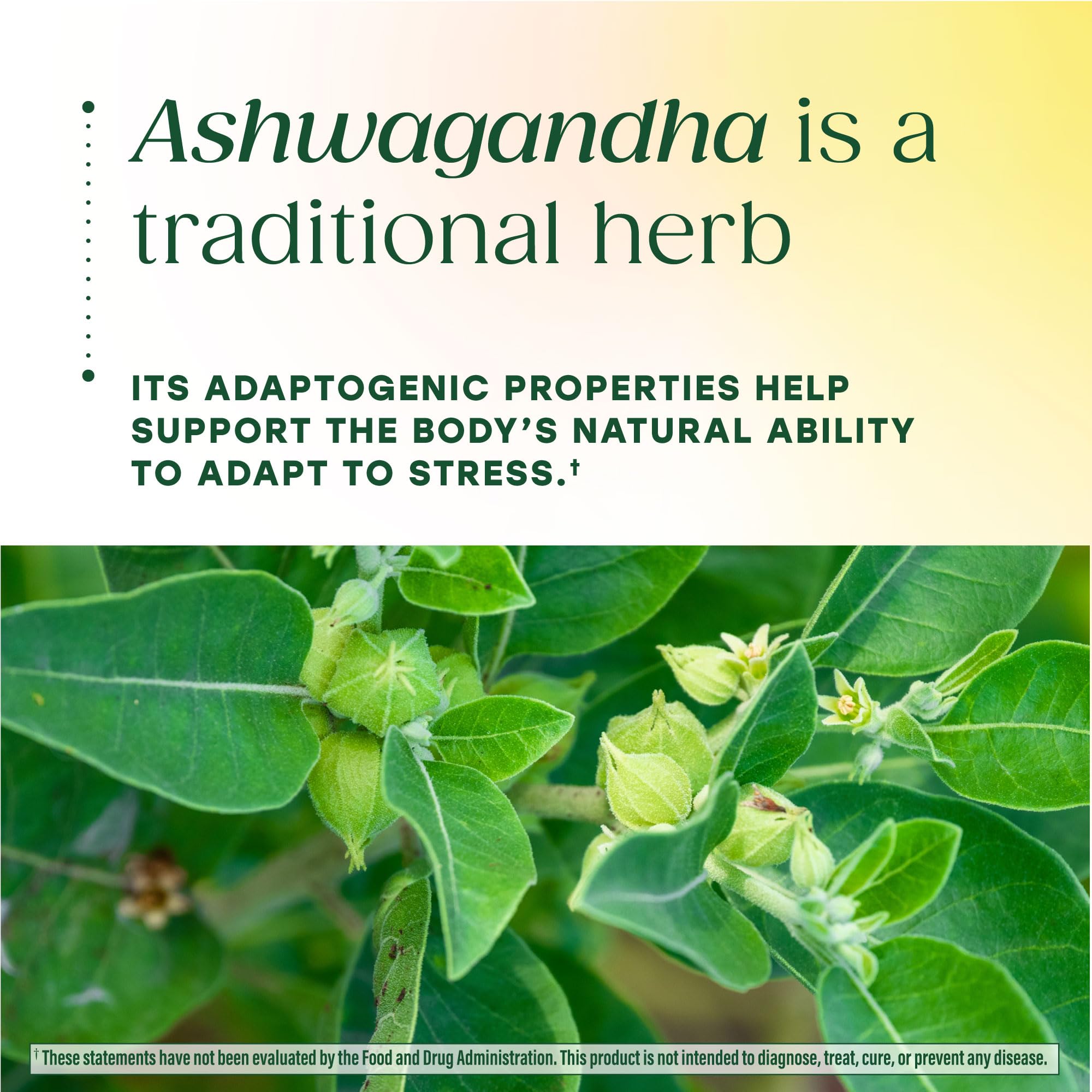 MegaFood Ashwagandha Gummies 600mg lifestyle scene