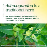 MegaFood Ashwagandha Gummies 600mg lifestyle scene