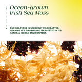 MegaFood Irish Sea Moss 5-in-1 Supplement capsules on a wooden surface