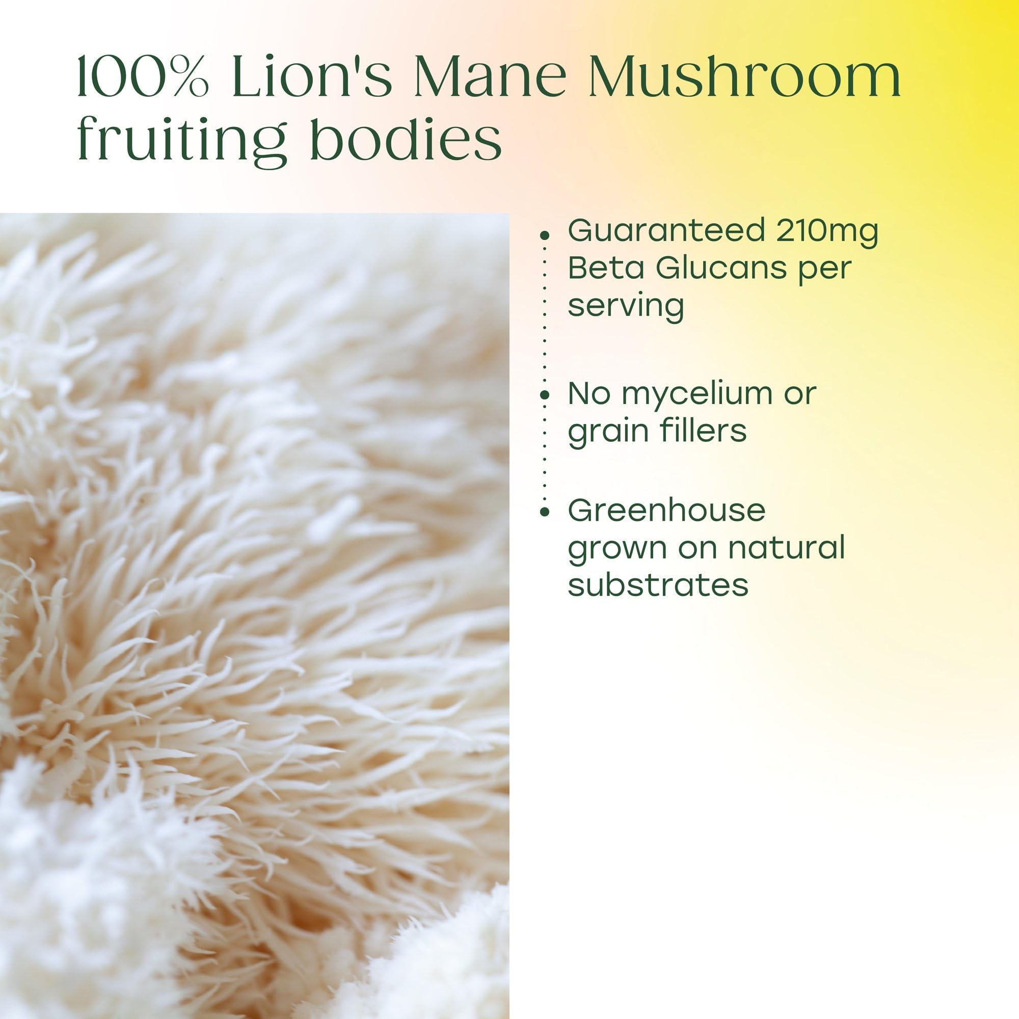 MegaFood Lions Mane Mushroom Capsules capsules close-up
