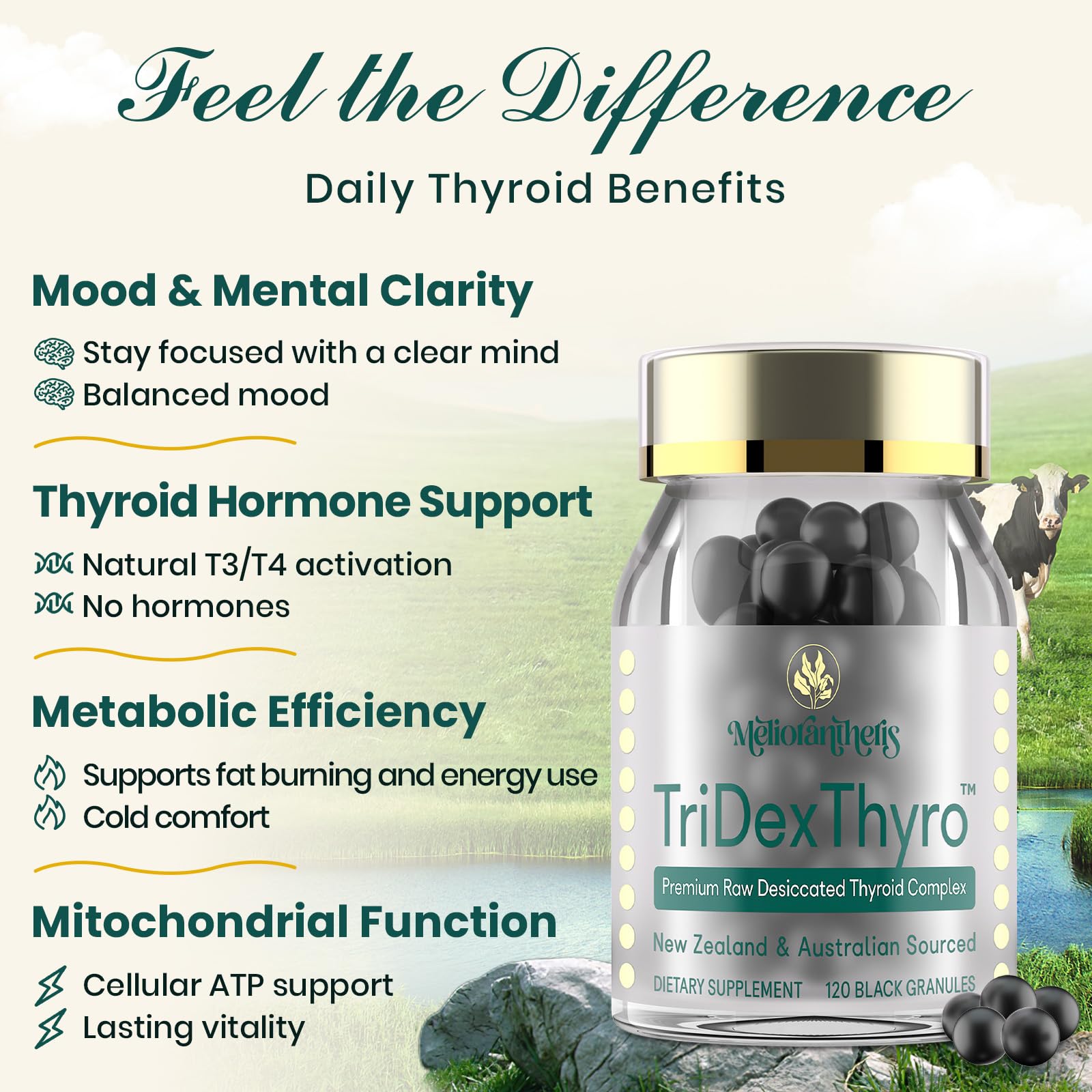 Meliorantheris Thyroid Extract 375mg back label details
