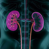 MICHAEL'S Kidney Factors supplement displayed with herbs used
